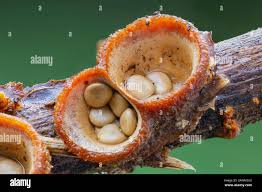 Attēlu rezultāti vaicājumam “Crucibulum laeve”