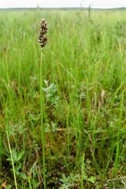 Attēlu rezultāti vaicājumam “Carex diandra”