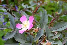 Attēlu rezultāti vaicājumam “Rosa glauca leaf”