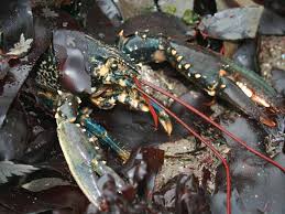 Image result for Homarus gammarus