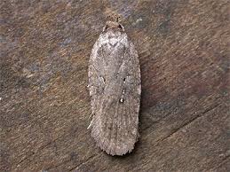 Attēlu rezultāti vaicājumam “Agonopterix heracliana”