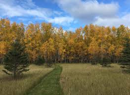 Attēlu rezultāti vaicājumam “Populus x petrowskyana”