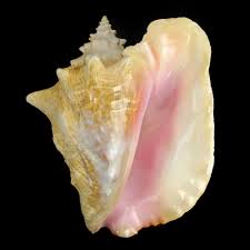 Image result for Aliger gigas