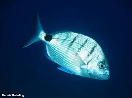 Image result for Diplodus cadenati