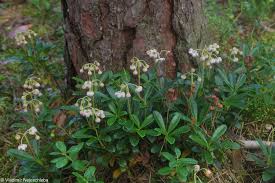 Attēlu rezultāti vaicājumam “Chimaphila umbellata fruit”