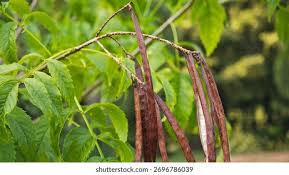 Attēlu rezultāti vaicājumam “Catalpa ovata fruit”