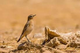 Attēlu rezultāti vaicājumam “Oenanthe oenanthe female”