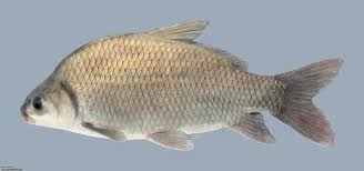 Image result for Ictiobus niger