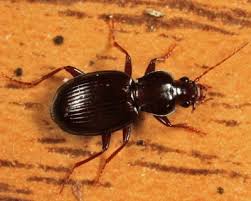 Attēlu rezultāti vaicājumam “Pterostichus sp.”