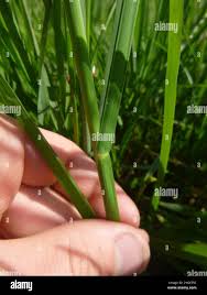 Attēlu rezultāti vaicājumam “Glyceria fluitans leaf”