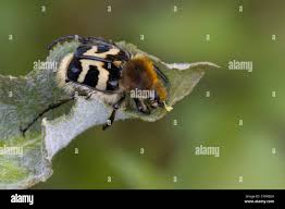 Attēlu rezultāti vaicājumam “Trichius fasciatus”