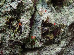 Attēlu rezultāti vaicājumam “Chaenotheca trichialis”