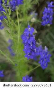 Image result for Consolida ajacis oder Consolida regalis