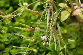 Image result for root-tail