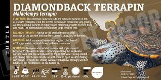 Image result for Malaclemys terrapin