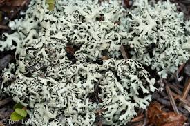 Attēlu rezultāti vaicājumam “Hypogymnia physodes”