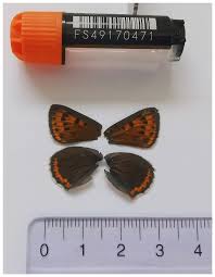 Attēlu rezultāti vaicājumam “Lycaena hippothoe underside”