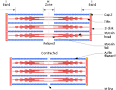 Myofibril - Wikipedia, the free encyclopedia
