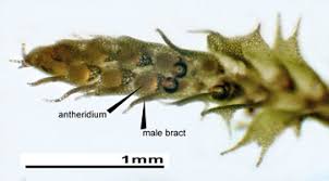 Attēlu rezultāti vaicājumam “Harpanthus flotovianus cells”
