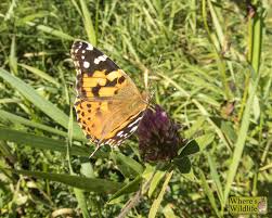 Attēlu rezultāti vaicājumam “Vanessa cardui”