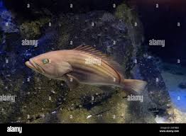 Image result for Epinephelus costae