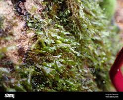 Attēlu rezultāti vaicājumam “Homalia trichomanoides”