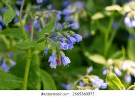 Attēlu rezultāti vaicājumam “Symphytum asperum flower”
