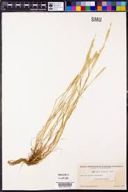 Attēlu rezultāti vaicājumam “Alopecurus aequalis leaf”