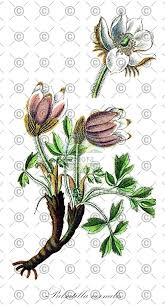 Attēlu rezultāti vaicājumam “Pulsatilla pratensis fruit”