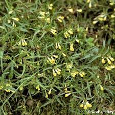 Attēlu rezultāti vaicājumam “Melampyrum pratense”