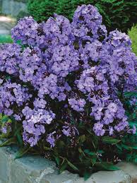 Attēlu rezultāti vaicājumam “Phlox paniculata”