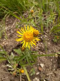 Attēlu rezultāti vaicājumam “Inula salicina flower”