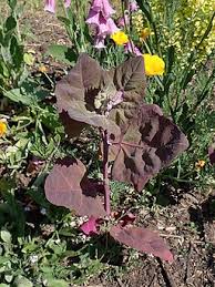 Image result for Atriplex hortensis