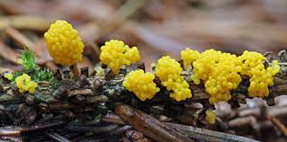 Attēlu rezultāti vaicājumam “Physarum nitens plasmodium”