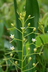 Attēlu rezultāti vaicājumam “Thesium ebracteatum leaf”