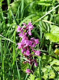 Attēlu rezultāti vaicājumam “Orchis mascula flower”
