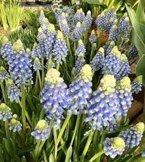 Attēlu rezultāti vaicājumam “Muscari armeniacum”