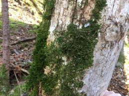 Attēlu rezultāti vaicājumam “Porella platyphylla”