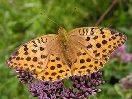 Attēlu rezultāti vaicājumam “Argynnis laodice male”