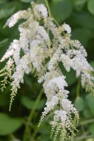 Attēlu rezultāti vaicājumam “Astilbe chinensis flower”