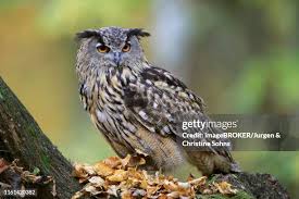 Attēlu rezultāti vaicājumam “Bubo bubo adult”