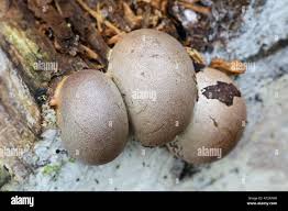 Attēlu rezultāti vaicājumam “Lycogala flavofuscum spores”