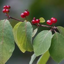 Attēlu rezultāti vaicājumam “Lonicera xylosteum leaf”