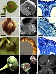 Attēlu rezultāti vaicājumam “Euphorbia cyparissias fruit”