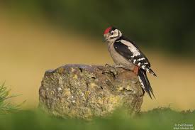 Attēlu rezultāti vaicājumam “Dendrocopos major male”