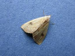 Attēlu rezultāti vaicājumam “Rivula sericealis”