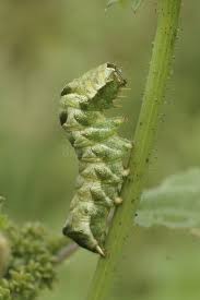 Attēlu rezultāti vaicājumam “Melanchra persicariae larva”