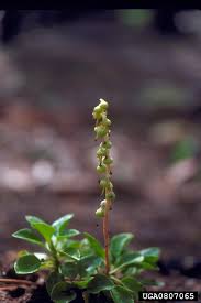 Attēlu rezultāti vaicājumam “Orthilia secunda”