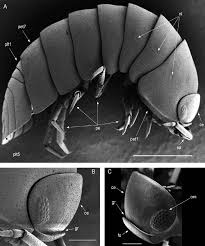 Attēlu rezultāti vaicājumam “Oniscoidea”