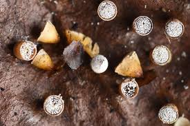 Attēlu rezultāti vaicājumam “Craterium minutum macro”